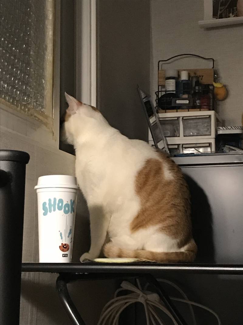 야심한 밤의 고먐미 40 | 인스티즈