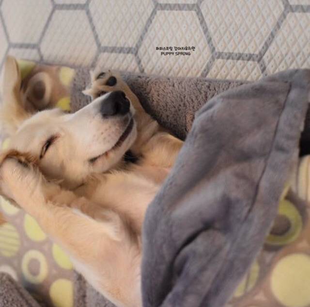 🖤너희 강아지 유치원에두 낮잠시간 있는거 아니ㅠㅠ🖤 | 인스티즈