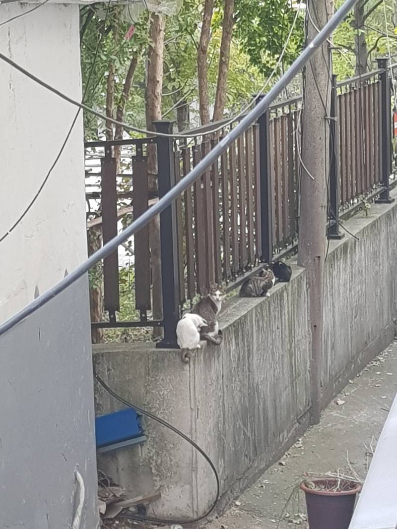 엄마 고양이랑 아기 고양이들 | 인스티즈