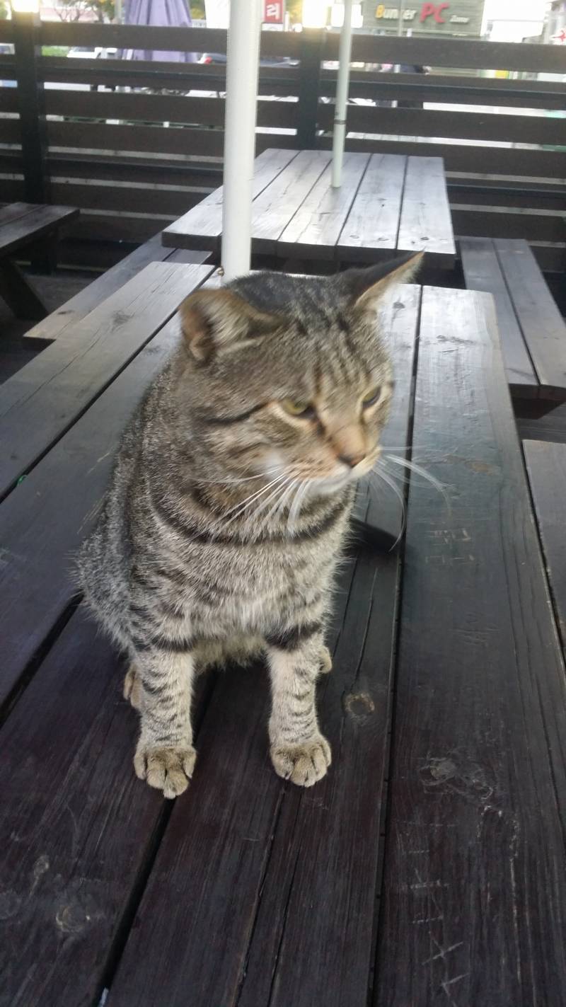 우리학교에 있는 고양이 보고갈래 | 인스티즈