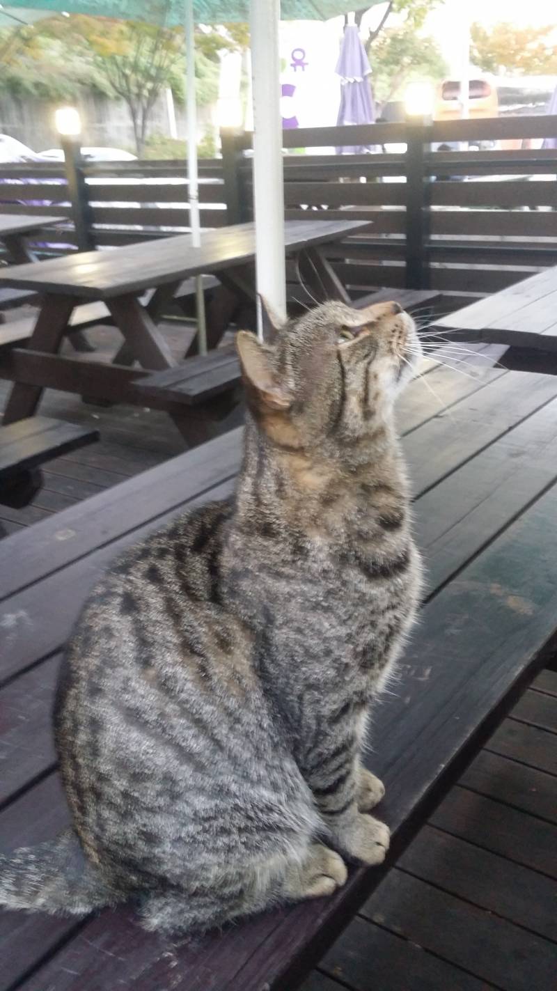 우리학교에 있는 고양이 보고갈래 | 인스티즈