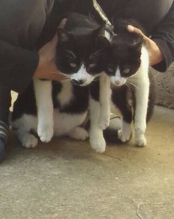 시골에서 고양이 가정분양? 받았는데 유전자의 힘 보고 갈 익들 들어오슈 | 인스티즈