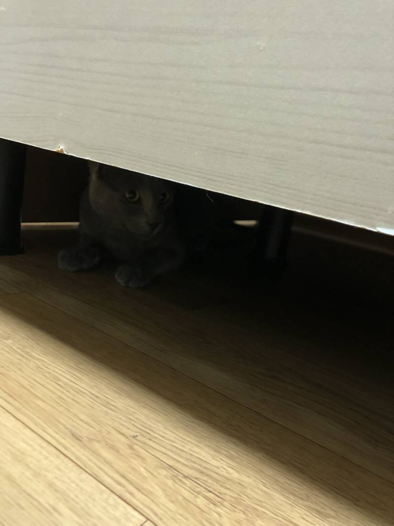 길고양이 데리고왔는데 | 인스티즈