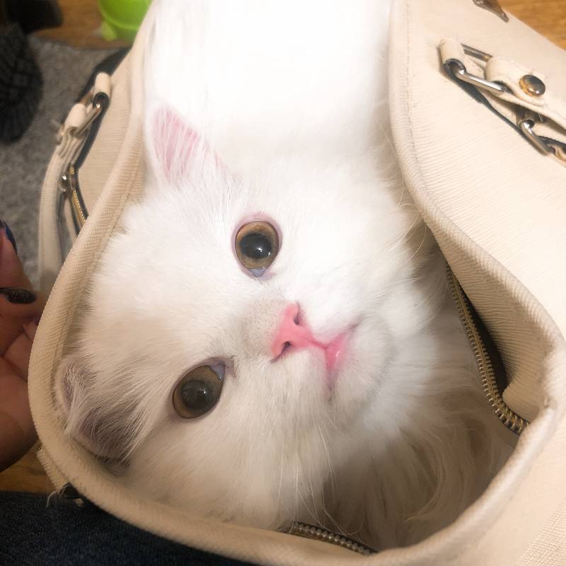 출근하지 말라고 가방 훔쳐가버림... | 인스티즈