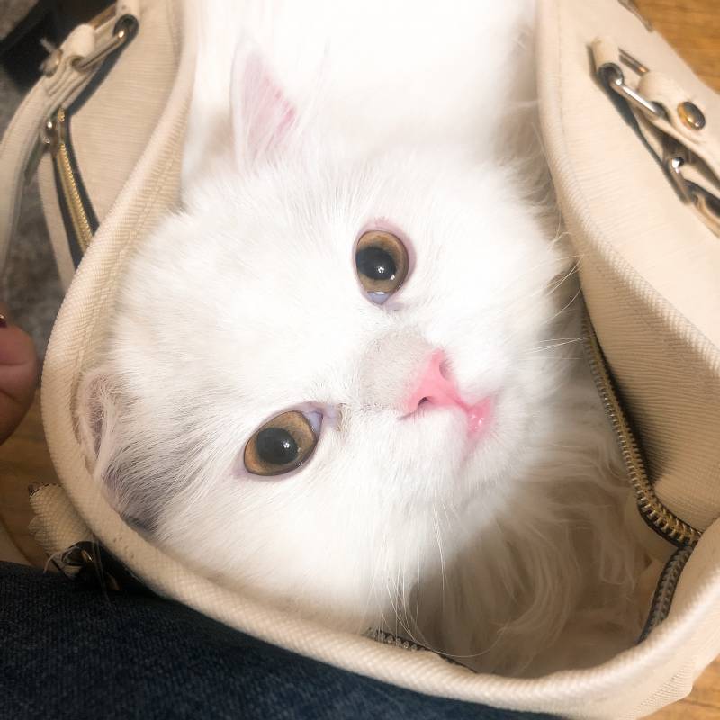 출근하지 말라고 가방 훔쳐가버림... | 인스티즈