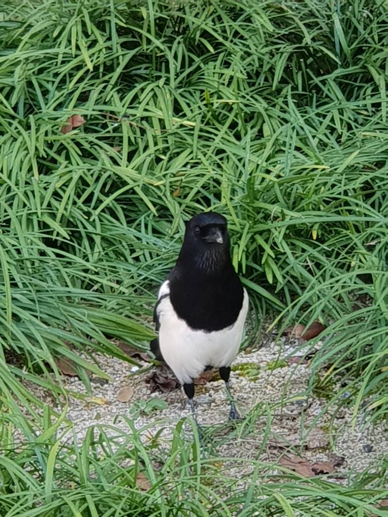 오늘 디게 가까이서 까치 봤어 | 인스티즈