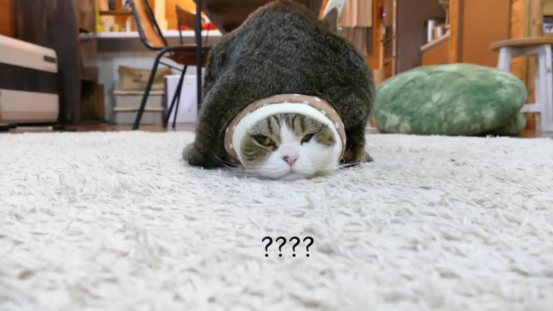 핫씌 이거 너무 귀엽잖아 ,, | 인스티즈