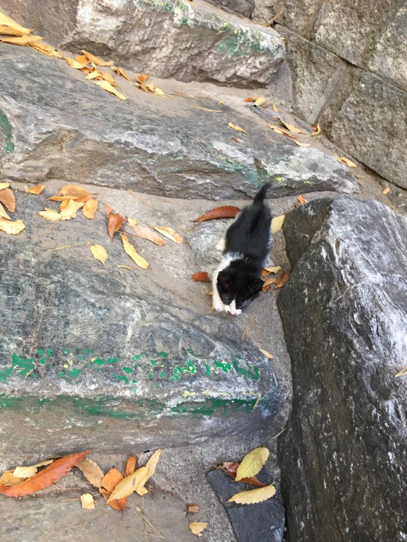 🔥🔥급해ㅠㅠㅠ애기 고양이가 버려져있어ㅠㅠㅠㅠ어케ㅠㅠㅠ | 인스티즈