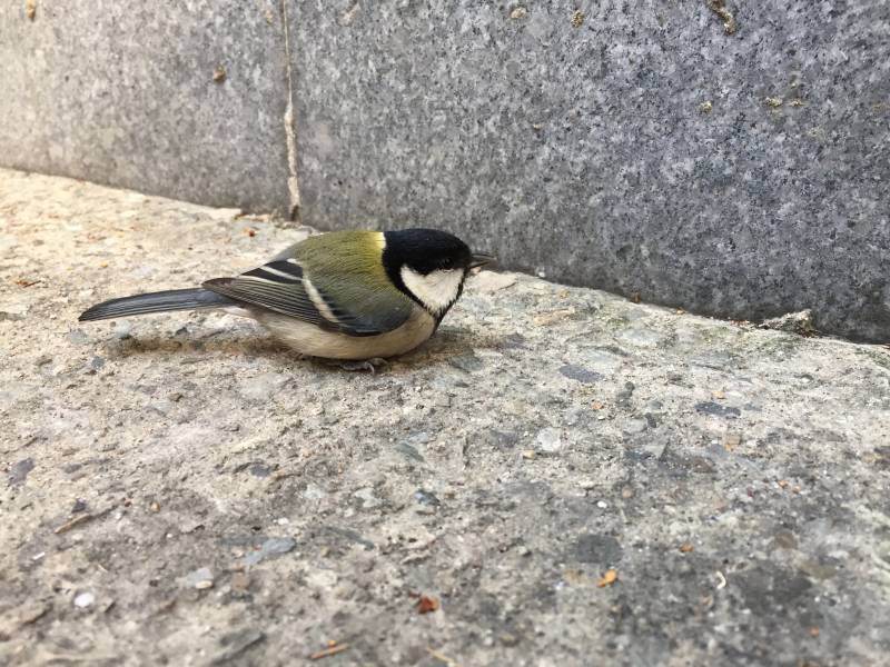 병원가는길에 새 봤는데 새잘알들 있어? | 인스티즈