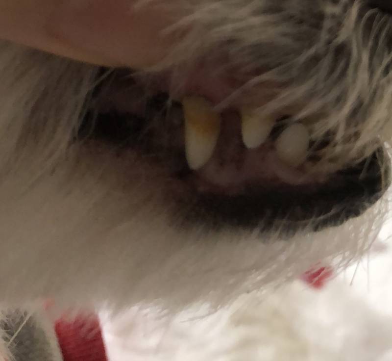 이거 강아지 치석 심한 편이야?? ㅠㅠ | 인스티즈