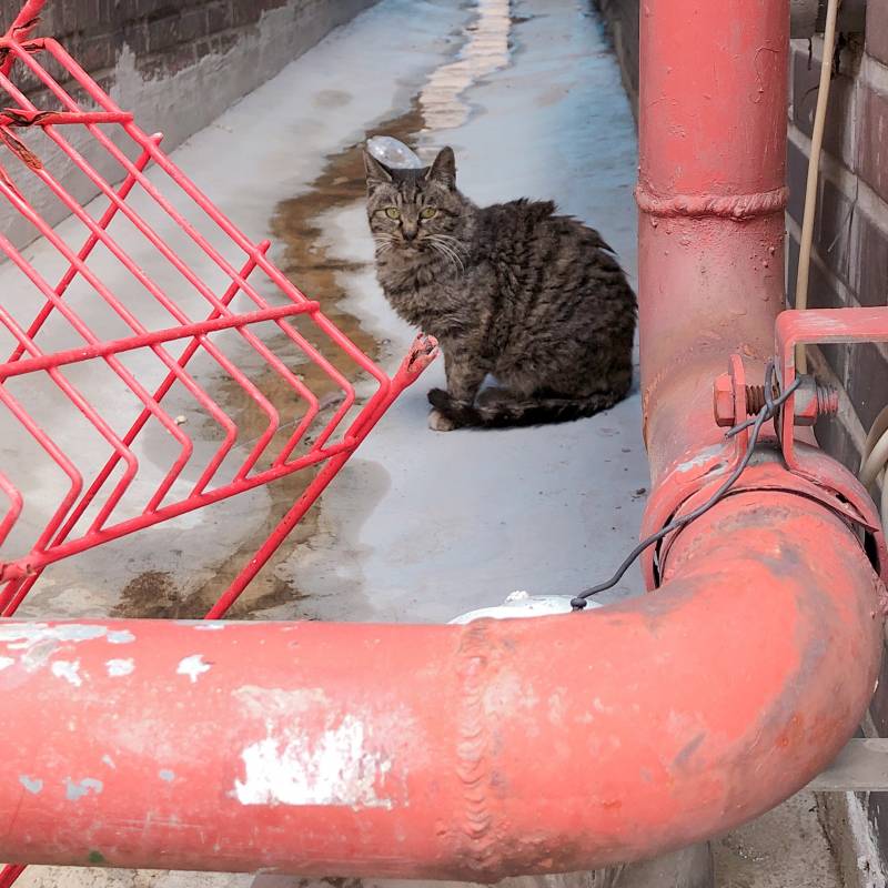 길냥이 먹을거 주다가 긁혔는데 왜이리 기분이 좋지ㅠㅠ | 인스티즈