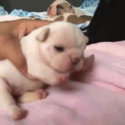 이 강아지 대체 무슨종일까ㅠㅠㅠㅠ | 인스티즈