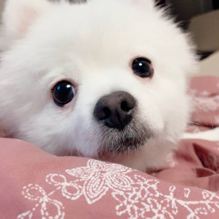 할 어뜨케ㅠㅠ 울갱얼쥐 옷골라조ㅠㅠㅠ | 인스티즈