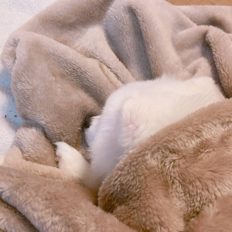 할 어뜨케ㅠㅠ 울갱얼쥐 옷골라조ㅠㅠㅠ | 인스티즈