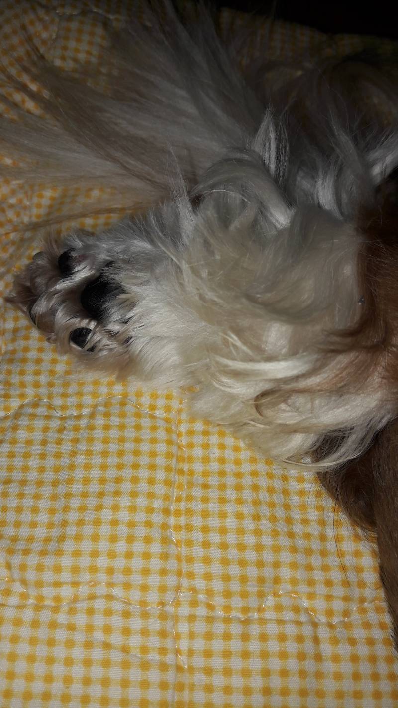 잘때 뒷다리 한쪽만 빼놓고 자는거 너무 귀엽잖아 | 인스티즈