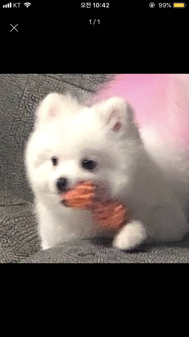 할 어뜨케ㅠㅠ 울갱얼쥐 옷골라조ㅠㅠㅠ | 인스티즈