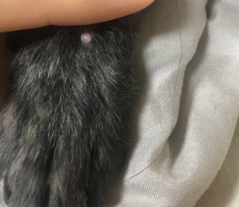 강아지 키우는 익들!!ㅠㅠㅠㅠ | 인스티즈