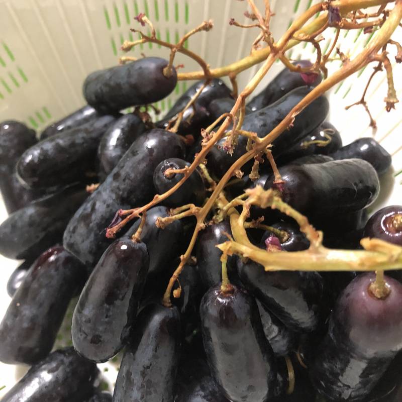 이 포도 완전 신기해ㅋㅋ | 인스티즈