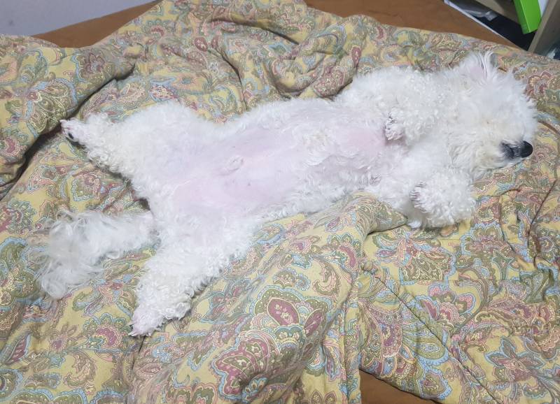 배고픈쓰니가 못참고 일어나서 불키고본것 | 인스티즈