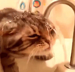 물을 못먹는 바보 고양이.jpeg | 인스티즈