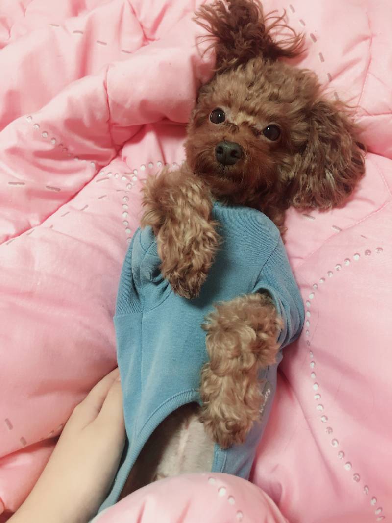 우리집 댕댕이 안이뻐?ㅜㅜ | 인스티즈