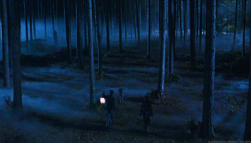 [사정] Hogwarts' forbidden forest | 인스티즈