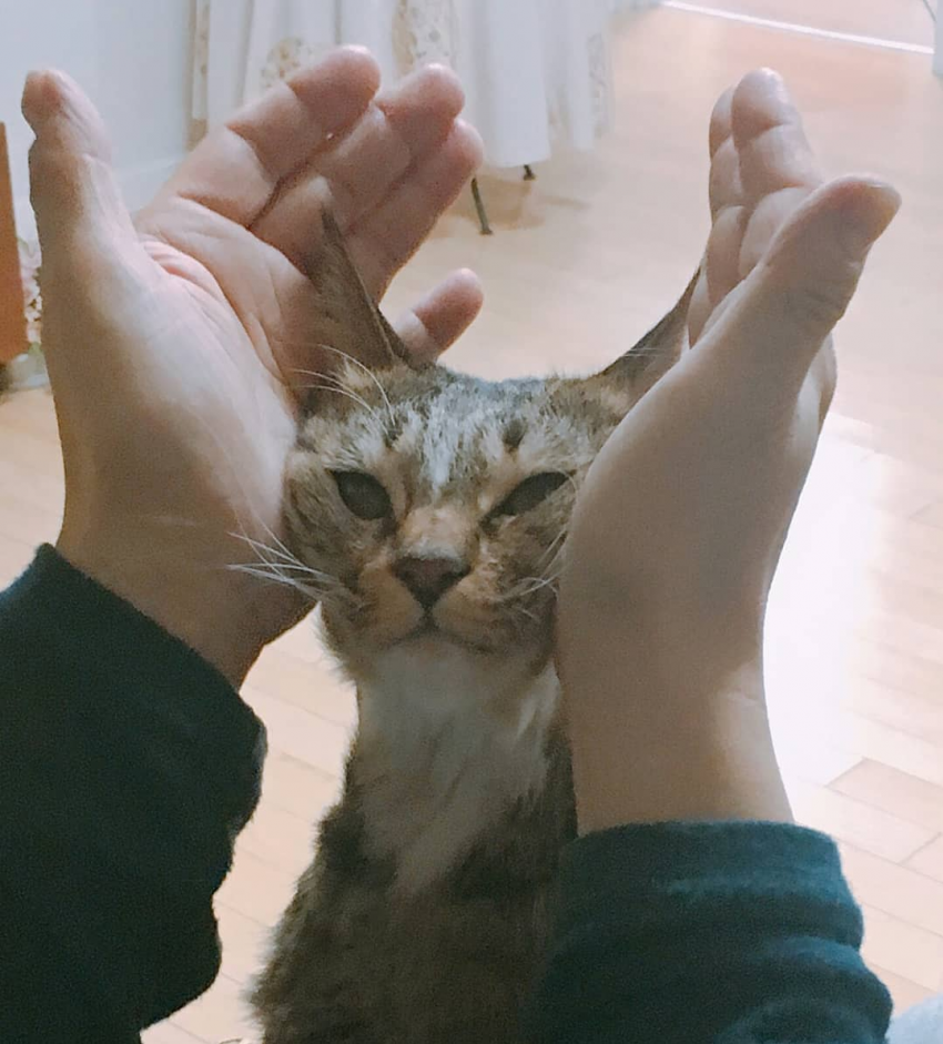 데식 도운이네 고양이🐱 짱 순하다... | 인스티즈