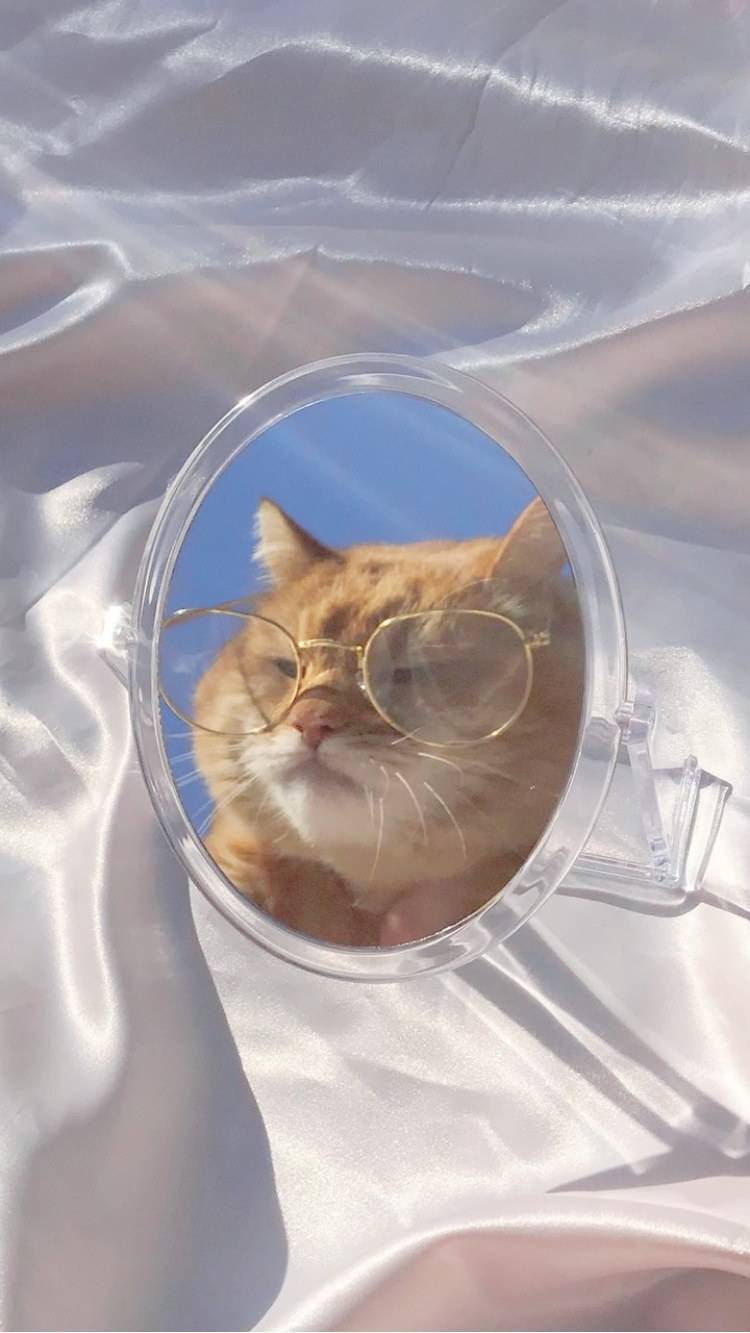 이런 고양이 사진 좀 줄 익인>.< | 인스티즈