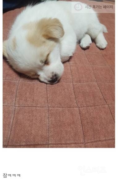 엄마가 강아지를 주워왔다.jpg | 인스티즈