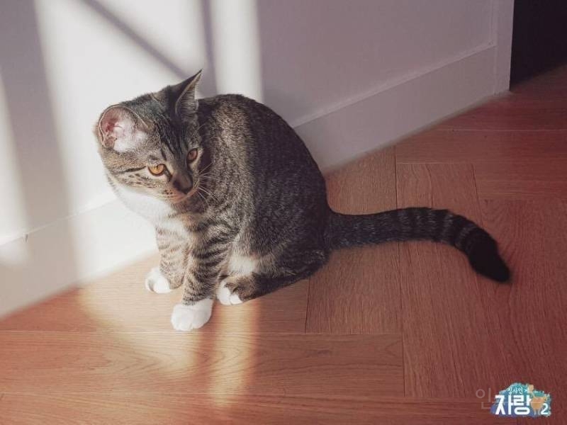 유기묘 보호소에서 발견됐다던 김용국 고양이 르시로 추청되는 고양이 | 인스티즈
