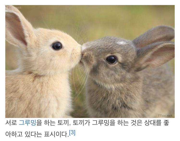 [NCT/도영] 김도영과 Q and A; 당신의 토끼를 믿지 마세요! (2) | 인스티즈
