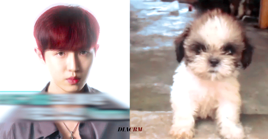 김재환 예민한것도 강아지랑 똑같이 생겼음 | 인스티즈