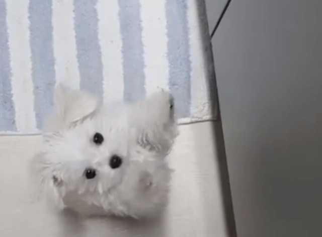 다들 지금 태도논란인 세븐틴 부끄 밥달라고 궁뎅이 방방거리는거 보고가 | 인스티즈