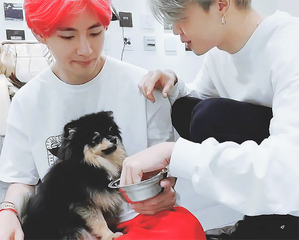 방탄 뷔 강아지 약간 살아있는 요요 아님?? | 인스티즈