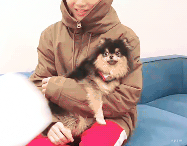 방탄 뷔 강아지 약간 살아있는 요요 아님?? | 인스티즈