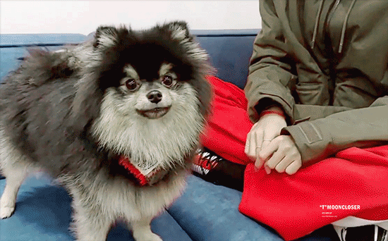 방탄 뷔 강아지 약간 살아있는 요요 아님?? | 인스티즈