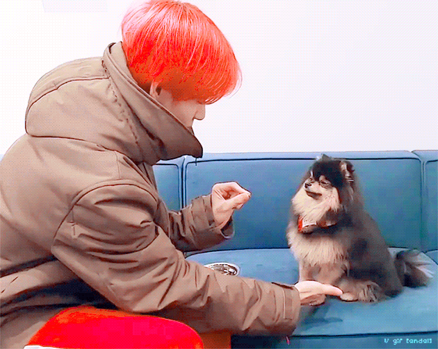 이거 연탄이가 방탄 뷔 놀아주는거래서 보다가 귀여워쥬금 | 인스티즈