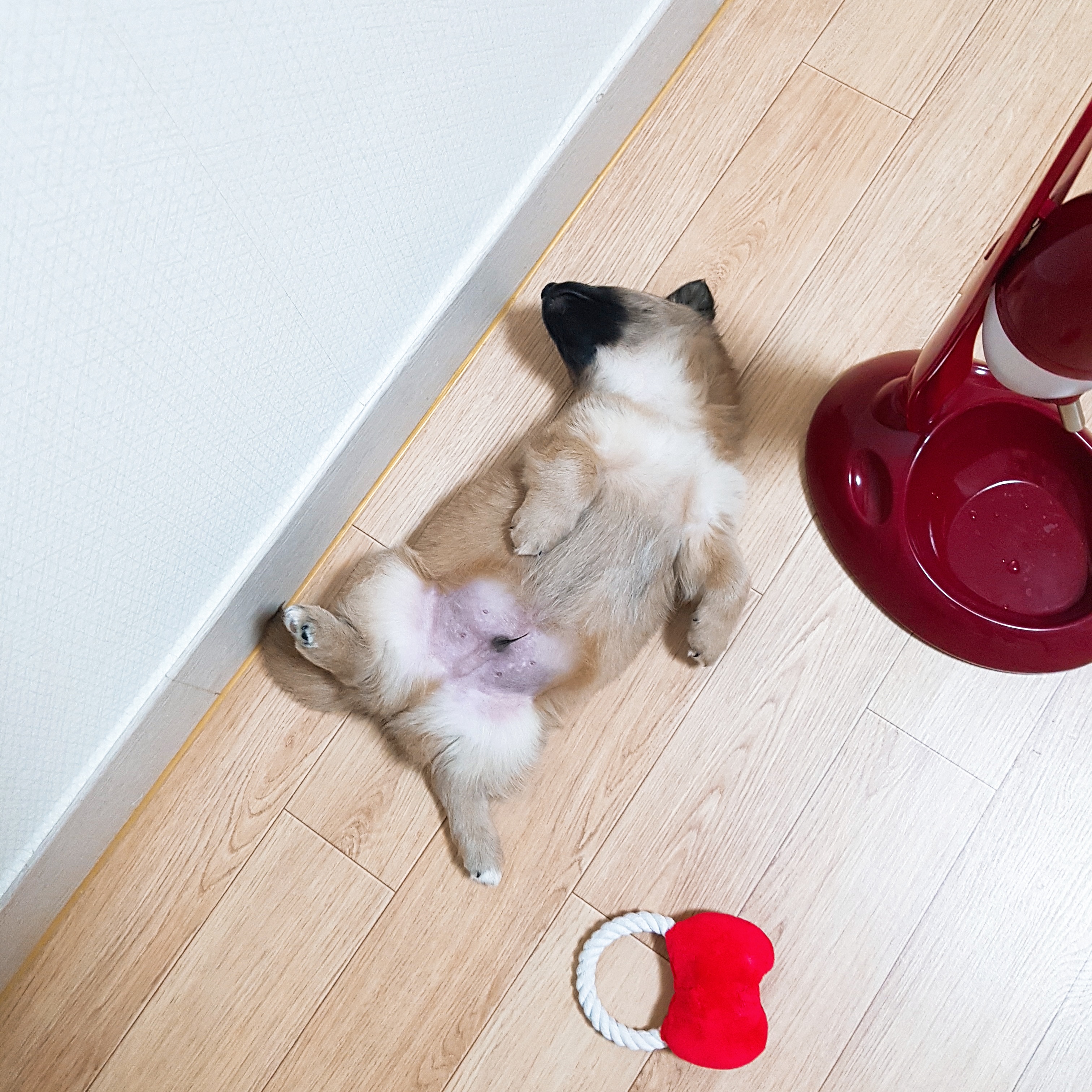 자는 모습이 똑같은 내 아깽이들 🐶🐶💞 | 인스티즈