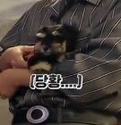 워너원 뮤비촬영현장이랑 행사 대기실 따라다니는 애 있음... | 인스티즈