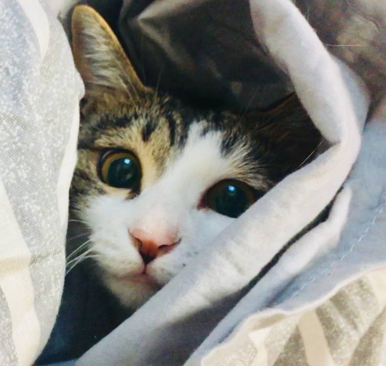 울집 고냥이야 🙈🙈🙈🙈 | 인스티즈