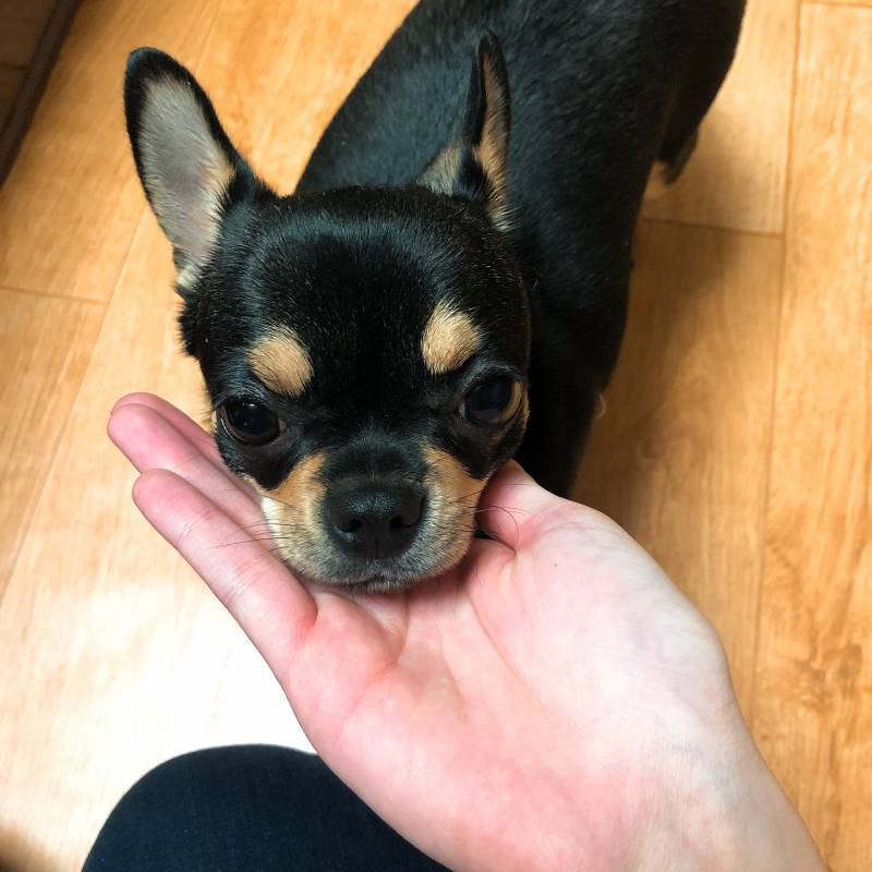 우리 댕댕이 어떡해ㅠㅠㅠㅠㅠ | 인스티즈