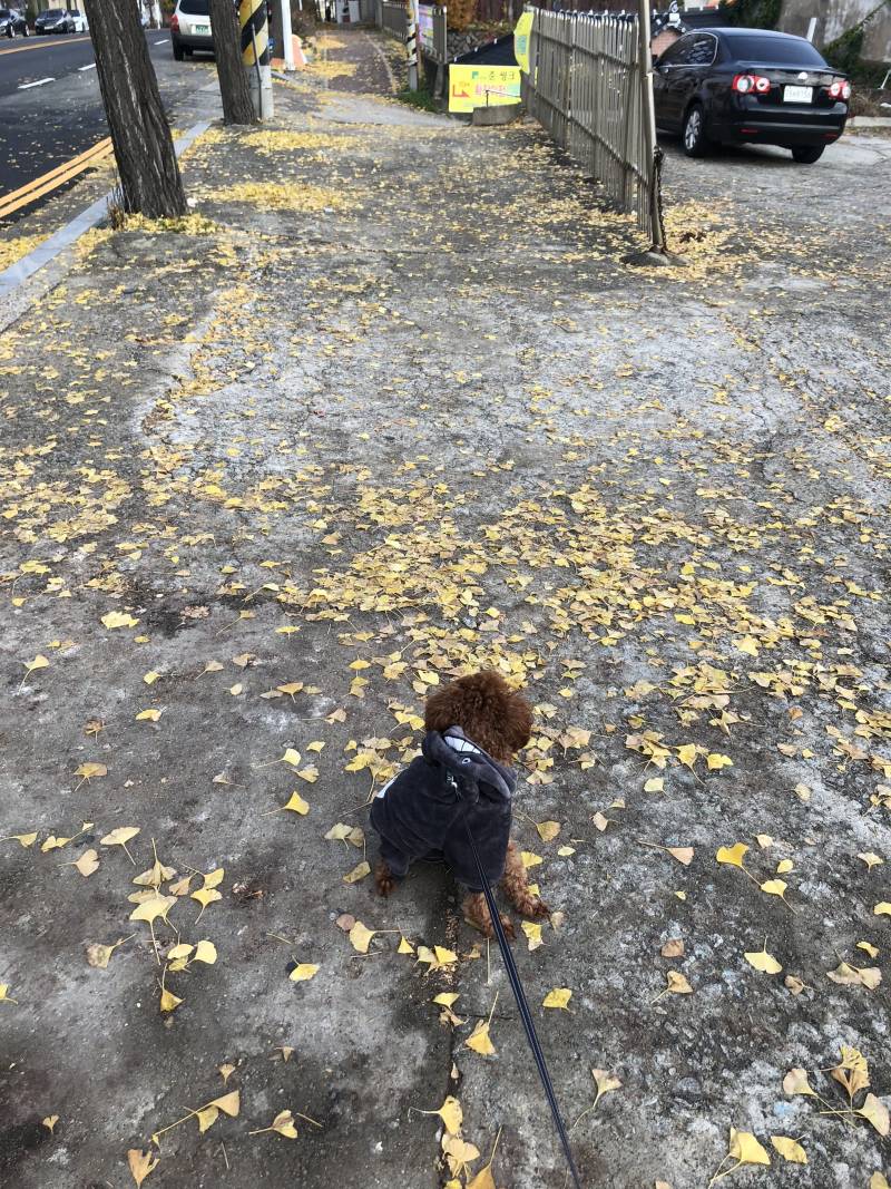 우리집 댕댕이 안이뻐?ㅜㅜ | 인스티즈