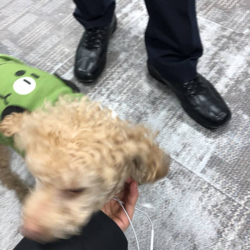 부산대 근처에서 강아지 발견했는데 혹시 이 강아지 아는 사람 있니?? | 인스티즈