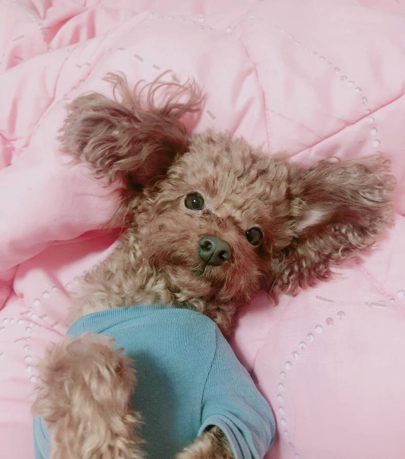 우리집 댕댕이 안이뻐?ㅜㅜ | 인스티즈