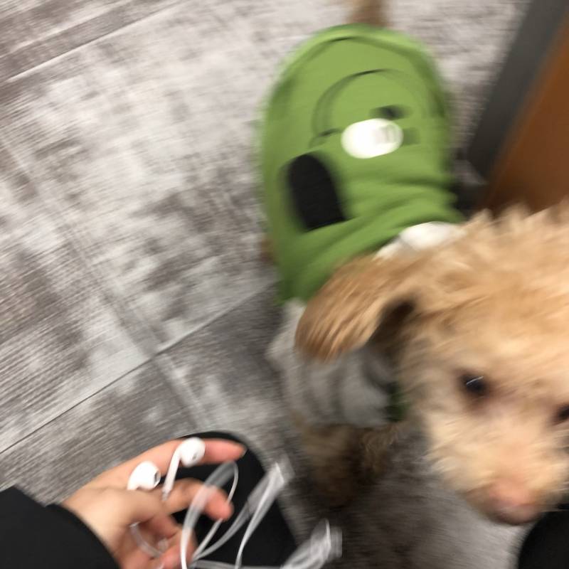 부산대 근처에서 강아지 발견했는데 혹시 이 강아지 아는 사람 있니?? | 인스티즈