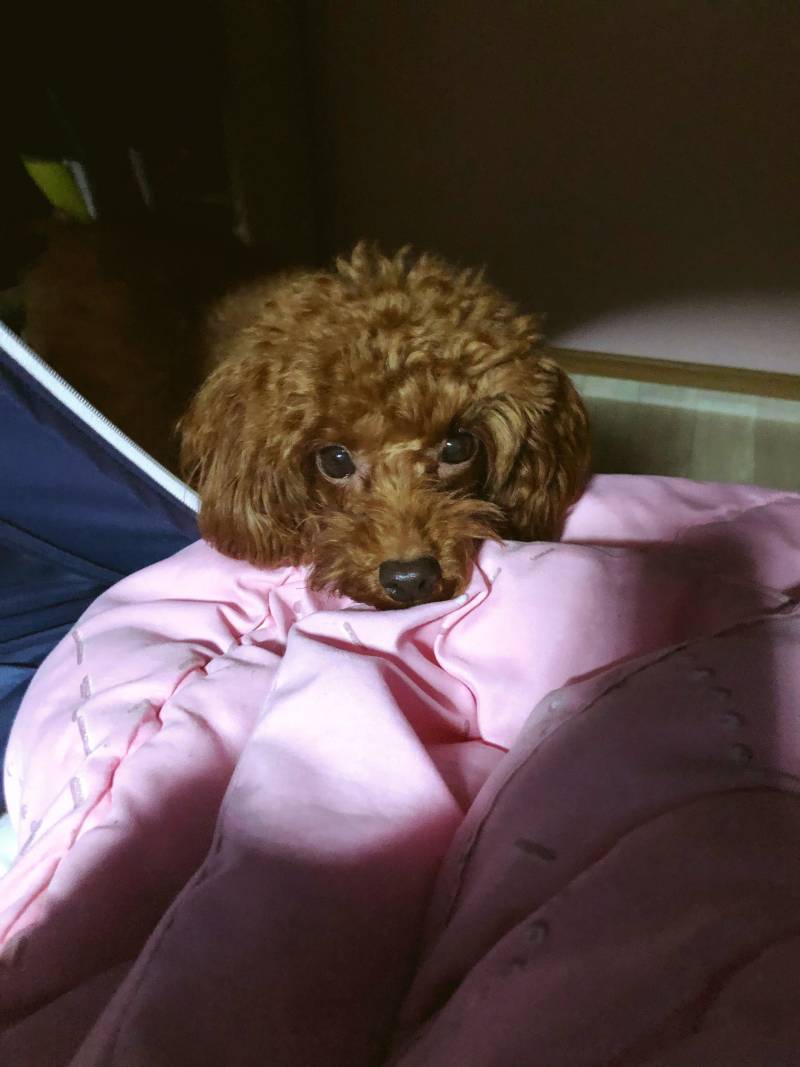 우리집 댕댕이 안이뻐?ㅜㅜ | 인스티즈