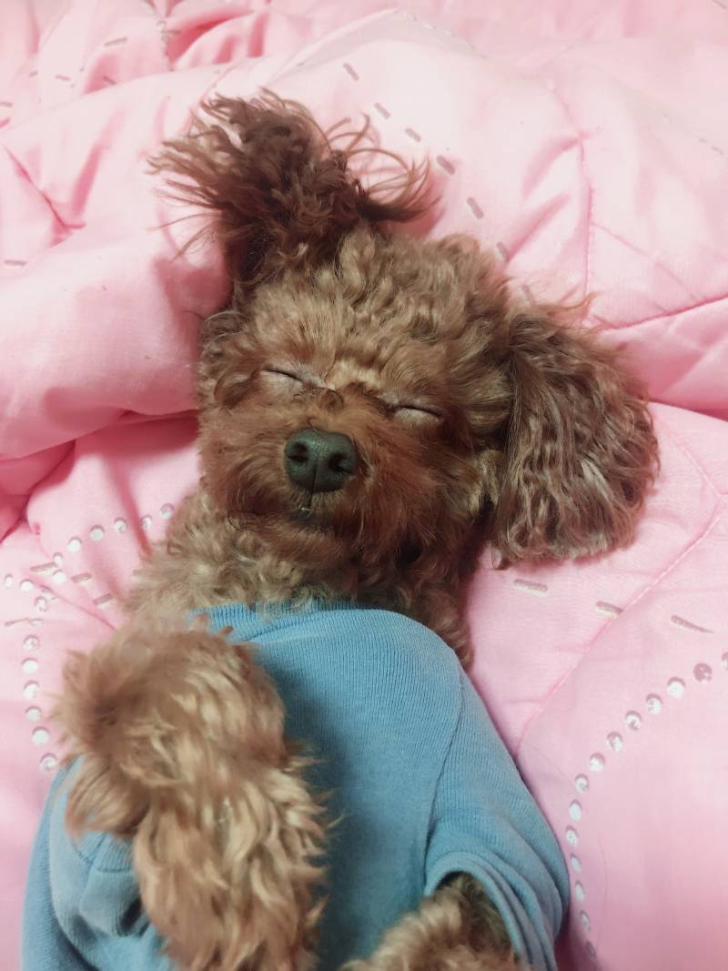 우리집 댕댕이 안이뻐?ㅜㅜ | 인스티즈