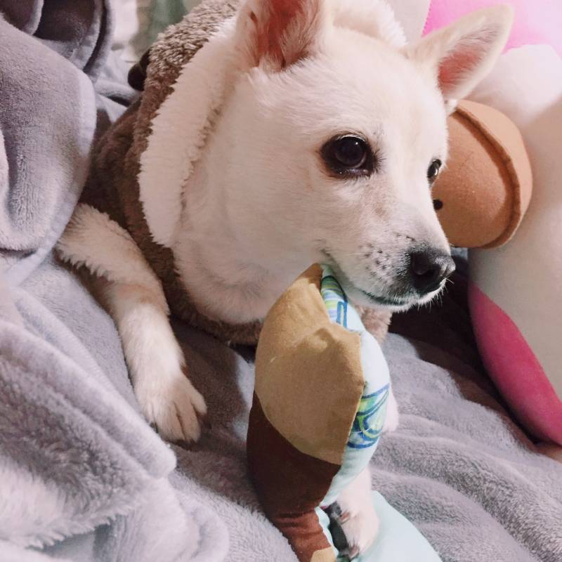 우리댕댕이 옷샀당4040 | 인스티즈