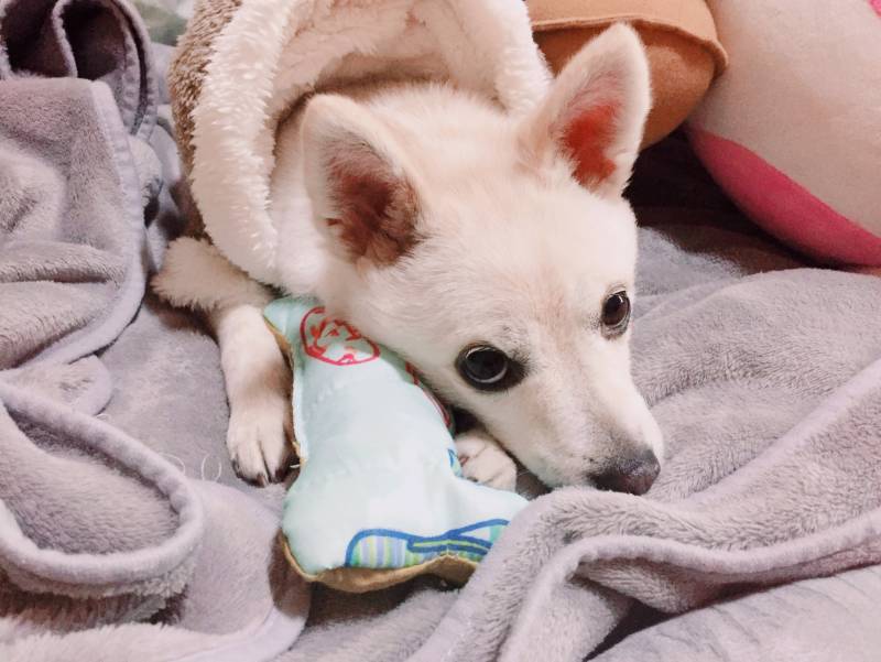 우리댕댕이 옷샀당4040 | 인스티즈