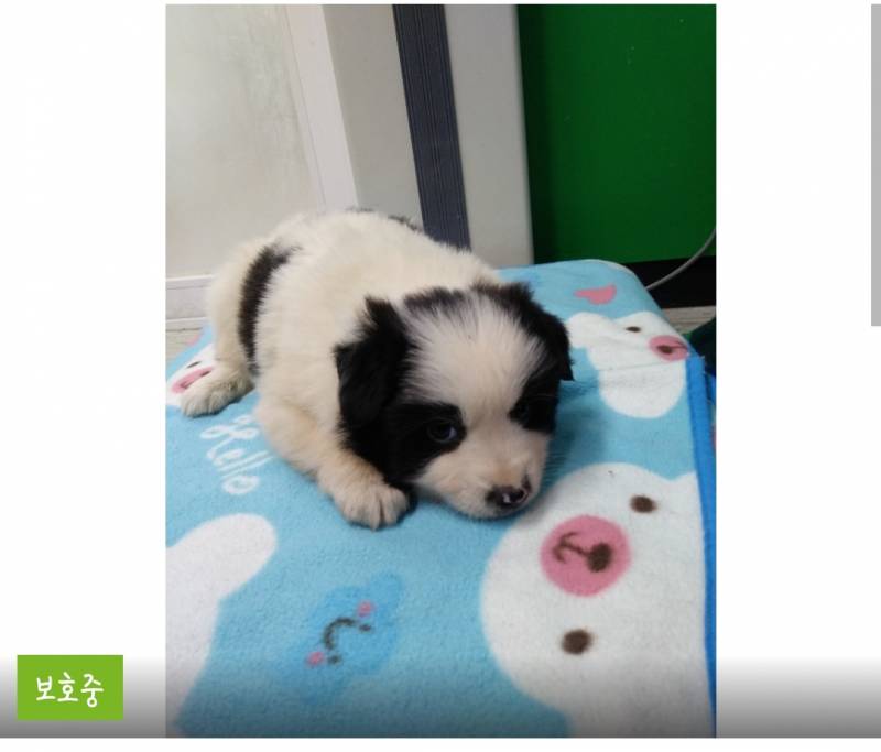 이거 강아지 어떤 종 섞이면 이렇게 나와?? | 인스티즈